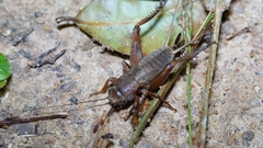 Teleogryllus derelictus