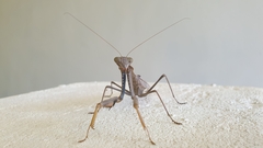 Polyspilota aeruginosa