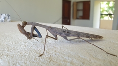 Polyspilota aeruginosa