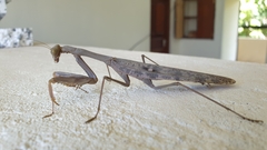 Polyspilota aeruginosa