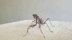 Polyspilota aeruginosa