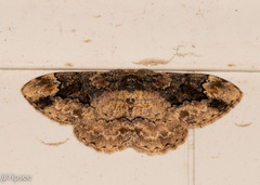 Parapholodes fuliginea