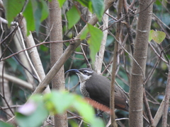 Ptiloris paradiseus