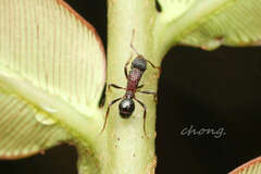Stictoponera bicolor