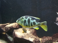 Nimbochromis venustus