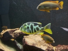 Nimbochromis venustus