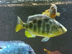 Nimbochromis venustus