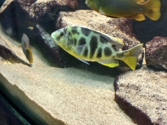 Nimbochromis venustus