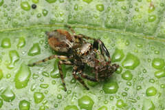 Pancorius hainanensis