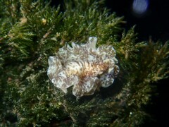 Phrikoceros