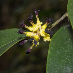 Eustigma oblongifolium