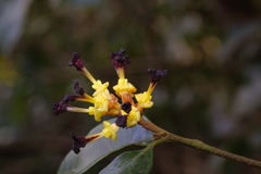 Eustigma oblongifolium