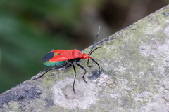 Dindymus sanguineus