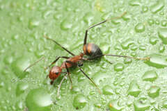 Camponotus nicobarensis