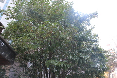 Camellia japonica