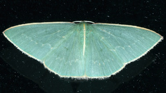 Chlorocoma melocrossa