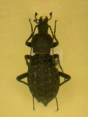 Carabus pustulifer