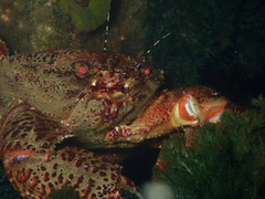 Nectocarcinus tuberculosus