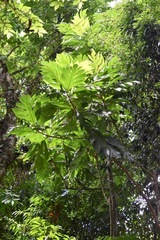 Artocarpus