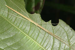 Sipyloidea
