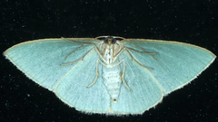 Chlorocoma melocrossa