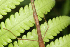 Sipyloidea