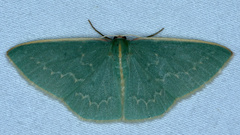 Chlorocoma melocrossa