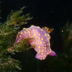 Polycera janjukia