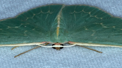 Chlorocoma melocrossa