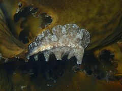Phrikoceros