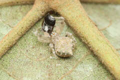 Eriovixia
