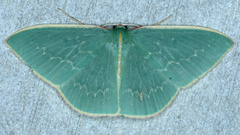 Chlorocoma melocrossa