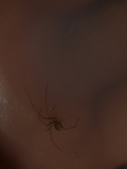 Spermophora senoculata