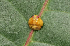 Hemisphaerius
