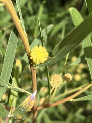 Acacia retinodes