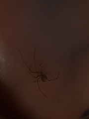 Spermophora senoculata