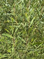 Acacia retinodes