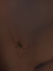 Spermophora senoculata