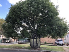 Brachychiton rupestris