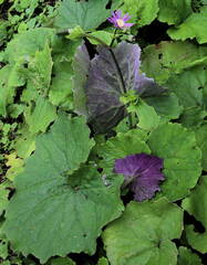 Pericallis tussilaginis image