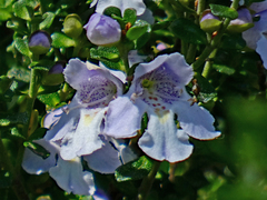 Prostanthera cuneata