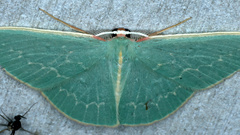 Chlorocoma melocrossa