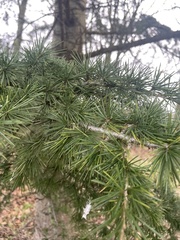 Cedrus deodara