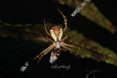 Argiope perforata