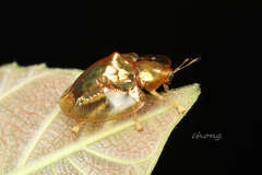 Aspidimorpha sanctaecrucis