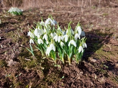 Galanthus nivalis