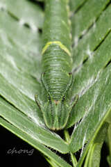 Polyura athamas