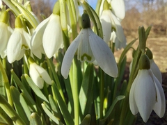 Galanthus nivalis