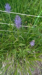 Phyteuma betonicifolium