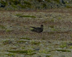 Stercorarius skua